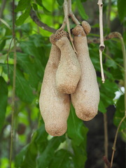Kigelia africana africana