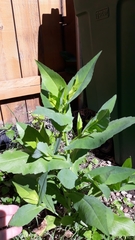 Rudbeckia amplexicaulis