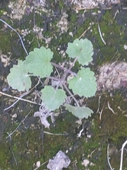 Salvia roemeriana