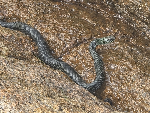 South American dotted racer, Philodryas pseudomamba