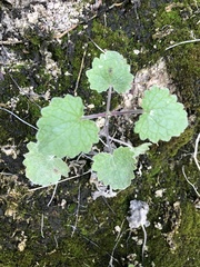Salvia roemeriana