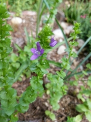 Triodanis perfoliata