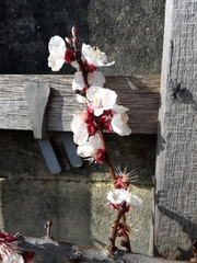 Prunus armeniaca