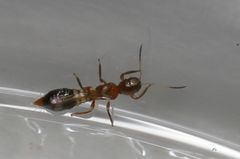 Franklinothrips