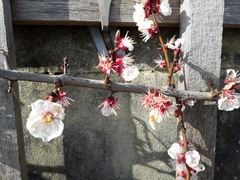 Prunus armeniaca