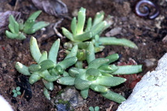 Chasmatophyllum nelii