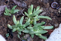 Chasmatophyllum nelii