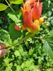 Campsis radicans image
