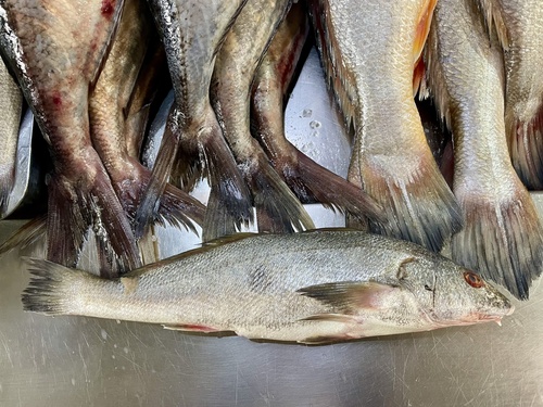 Pacific kingcroaker (Menticirrhus elongatus) — Sciaenidae — 2