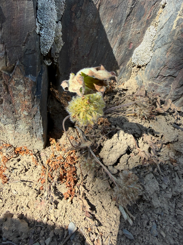 Hydrophyllum capitatum observed 2026-07-08