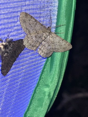 Pale Oak Beauty