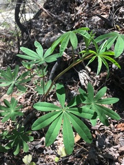 Lupinus latifolius wigginsii