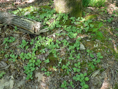 Antennaria solitaria