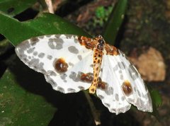 Abraxas amicula-illuminata