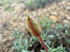 (c) Zach Earl, some rights reserved (CC BY) Oenothera lavandulifolia, photograph (c) Zach Earl, some rights reserved (CC BY)