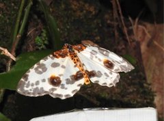 Abraxas amicula-illuminata