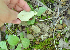 Antennaria solitaria