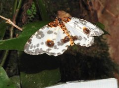 Abraxas amicula-illuminata