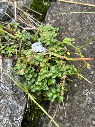 Houstonia serpyllifolia
