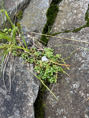 Houstonia serpyllifolia, photograph 2
