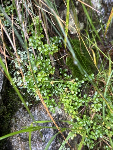 Houstonia serpyllifolia, photograph 3