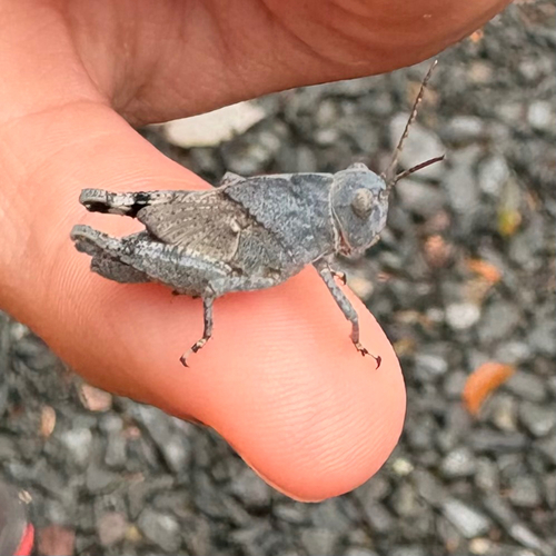 Carolina Grasshopper