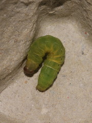 Mamestra brassicae
