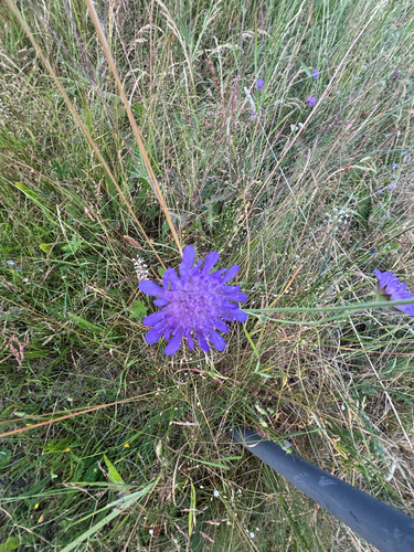 Field Scabious
