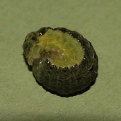 Mamestra brassicae