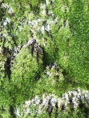 Dicranoweisia cirrata
