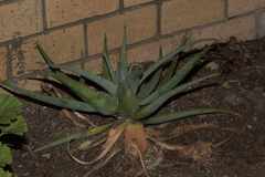 Aloe arborescens × ferox