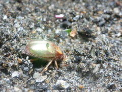 Phytholaema mutabilis