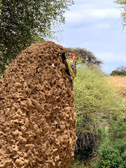 Trachyphonus erythrocephalus