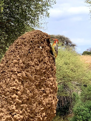 Trachyphonus erythrocephalus