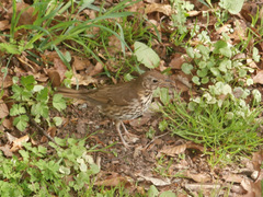 Turdus philomelos