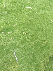 Dicranoweisia cirrata
