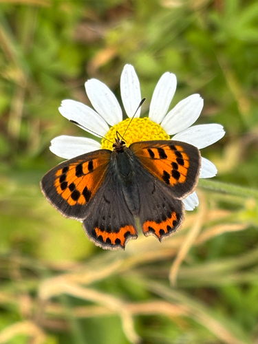 Small copper