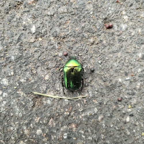 European Rose Chafer