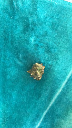 Mancinella speciosa, 2026-07-23