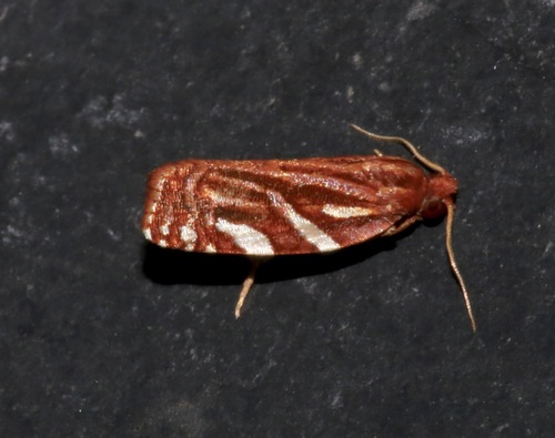 Choristoneura argentifasciata photo 2