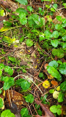 Eastern Red-backed Salamander
