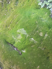 Dicranoweisia cirrata