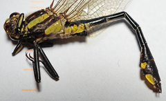 Gomphurus ozarkensis