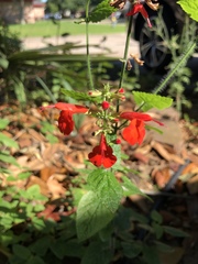 Salvia coccinea