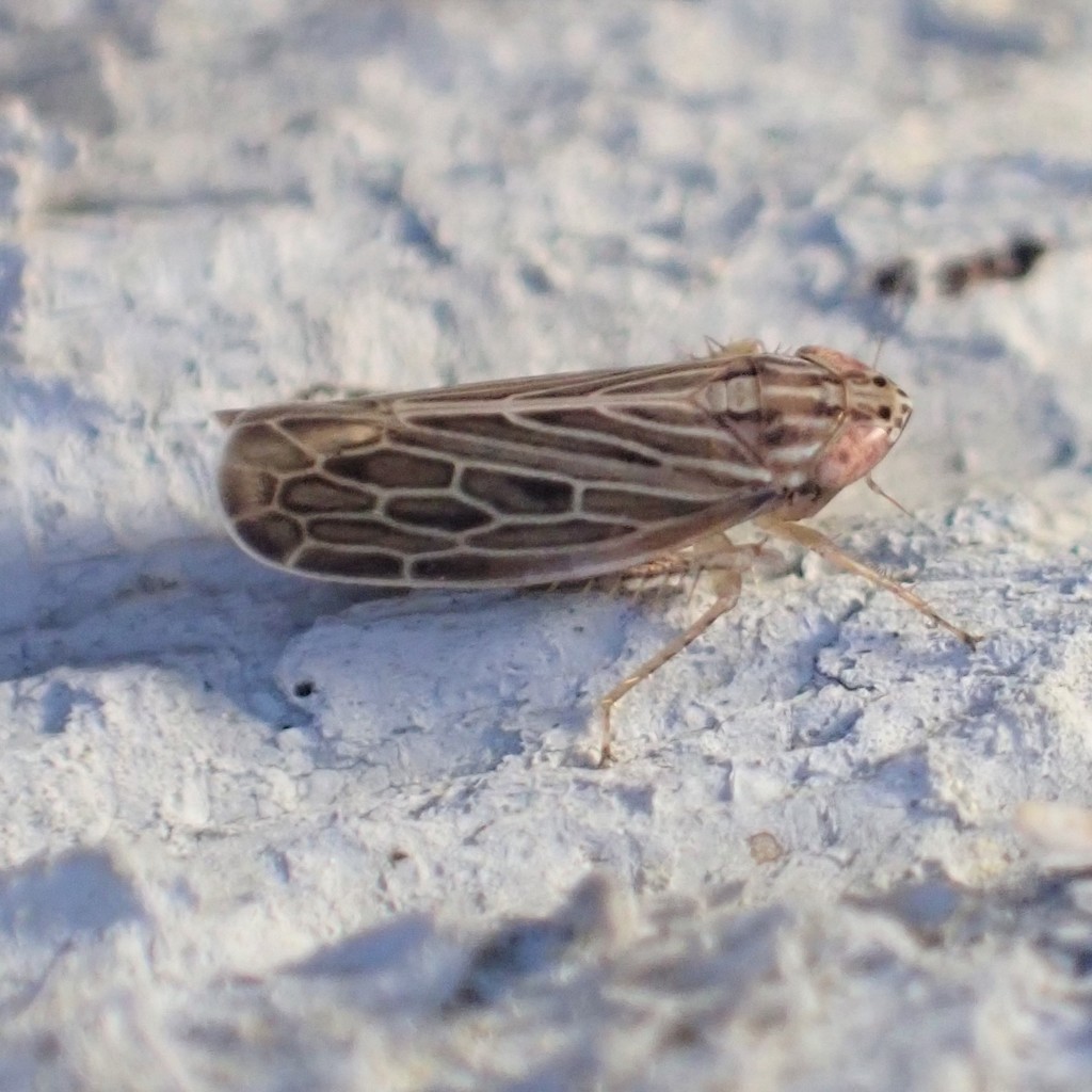 Reventazonia lawsoni
