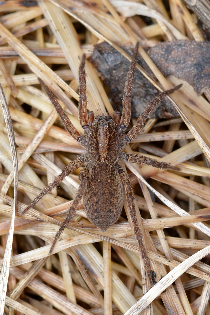 Varacosa avara