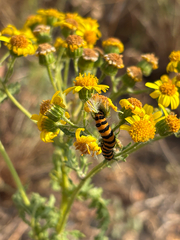 (c) Jose Gutierrez Higa, some rights reserved (CC BY) Cinnabar moth