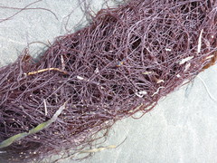 Gracilariopsis