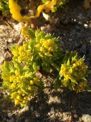 Lepidium flavum