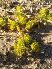 Lepidium flavum